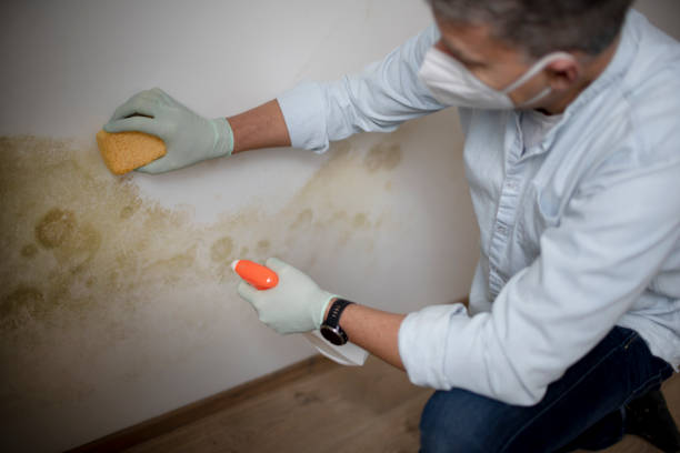Best DIY Mold Remediation Support Services in Westwood Shores, TX