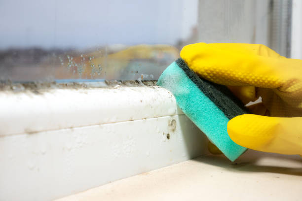 Best Kitchen Mold Remediation in Westwood Shores, TX