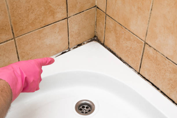 Best Emergency Mold Remediation in Westwood Shores, TX